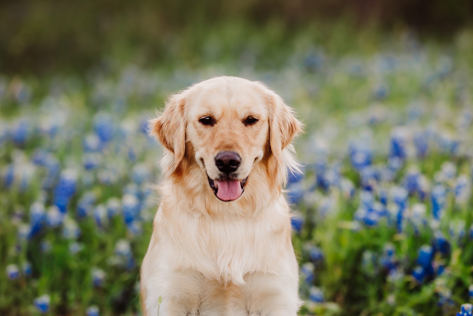 HUD Stopped Enforcing Emotional Support Animal Rules: What Texas Landlords Need to Know in 2026